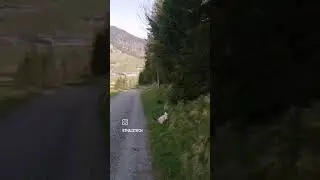 Что за Тигр этот Лев