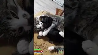 Кто тебя создал такую???