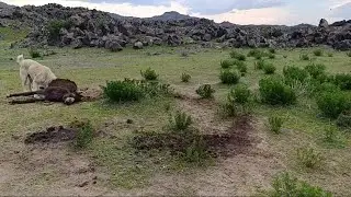 Migration documentary (Part 2) Old Kolo donkey brutally killed by wolves--spring and troubles