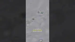 Сравнение сахара и фрукта под микроскопом!
