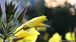 Энотера (Ночная свеча, Ослинник, Лунник)