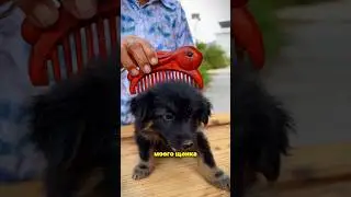 Grandma's Wooden Puppy Brush ☺️💥🎁