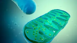 Mitochondria