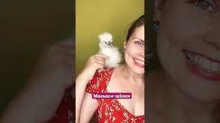 Пушистое счастье,телега: darindvor2