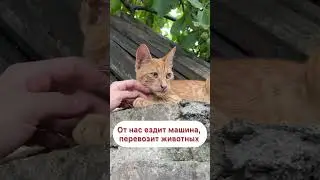 Котенок попал под поезд, kitten run over by train