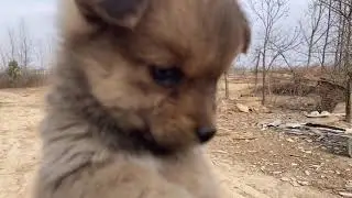From now on, there is  more than one sad puppy in the world.