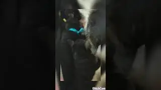 Как долго щенки сосут мамку?