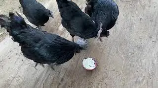 Chickens eating whipped cream