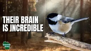 5 Things You Didn't Know About Chickadees!