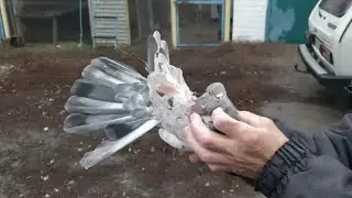 Уникальная коллекция николаевских голубей друга моего дедушки
