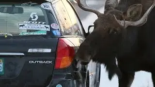 The Crazy Moose Carwash