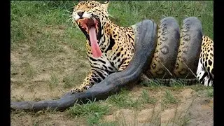 Вот на что способна Анаконда !