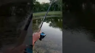 Big tarpon in a little pond #shorts #fishing #tarponfishing #neverendthesend