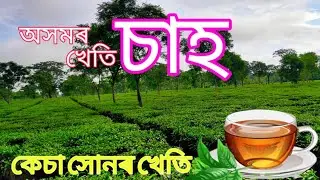 Tea Factory. Tea company . Tea garden.অসমৰ চাহ খেতি  ।Assam tea garden. How to plant Tea.