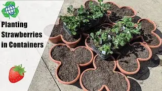 Planting Strawberries in Containers