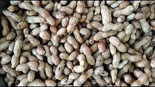 Large Peanuts for yourself and for sale.