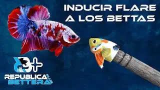 Nueva herramienta para inducir el Flare en los Bettas 2024