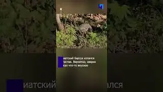 В Приморье инспектор заповедника встретил делового азиатского барсука