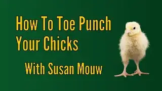 Toe Punching Chicks