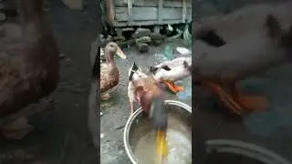Duck #shorts #shortvideo #viralvideo #trending #funny #funnyduck #voice #sound #video #duck