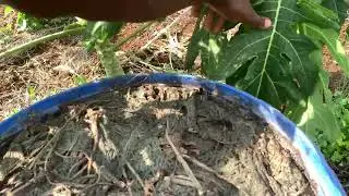 How we built an organic garden in a mountainous dry land