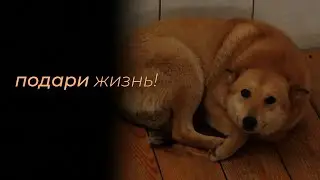 26.01.2020 - Директор АНО 