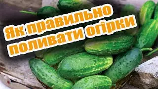 Коли поливати огірки та як часто це робити? Як правильно поливати огірки: поради 2024