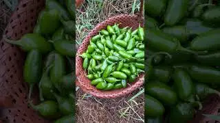 #harvesttime #garden #gardening #growyourownfood #gardenharvest #homesteading #backyardgardening