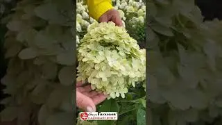 Гортензии 