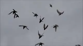 Сельские голуби. 27 11 2021г в гостях г Сальск у Александра Борисовича.