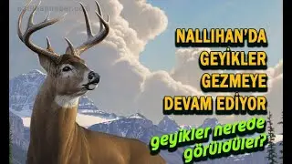 #NALLIHAN DA GEYİKLER GEZMEYE DEVAM EDİYOR