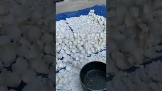 Eggshells for Plants(crushing)