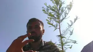 Кипарис болотный. Таксодий двурядный