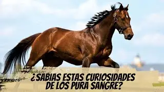 ¿A qué NO SABÍAS estas CURIOSIDADES sobre los CABALLOS PURA SANGRE?