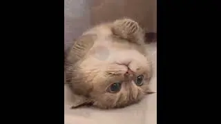 cute cat 🐈 😻 #cat #catcute