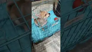 Funny dog video #funny #viral #video #trending #puppies #trend