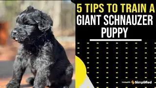 5 tips to train a giant schnauzer puppy