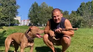 Шаг за шагом: как научить питбуля прыгать в кольцо. Полный гид для начинающих!