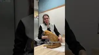 История неходячего кота Рыжего, часть 2