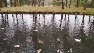 Утиные истории. Утка альбинос