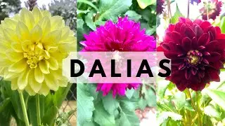 Cómo plantar Dalias