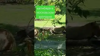 Капибара в Московском зоопарке