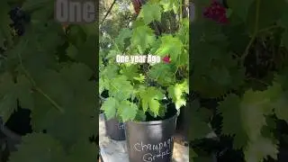 Propagating Grapes From Cuttings, One Year Update