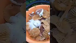 Деревня по грибы #семья #семейный #деревня #влог #топ #огород #влоги #дача