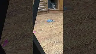 волнистый попугай и скрепыши
