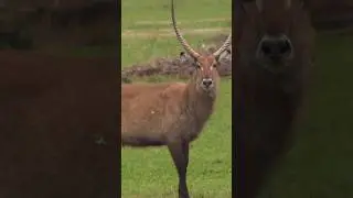 We Took a $200,000 Camera Bowhunting in Uganda! 