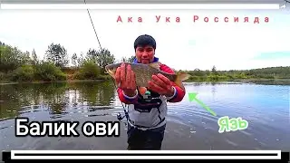 Балик ови. Бринчи Рекордим язь бойича балик овида.Рыбалка, Baliq ovi.
