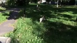 Прогулка с собакой