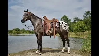 Bay Appaloosa Trail Gelding For Sale