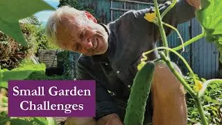 Slugs, tree roots, summer fruiting vegetables and new plantings